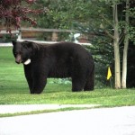 Houdini, the Aspen local bear 8/19