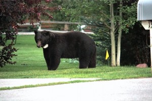 Houdini, the Aspen local bear 8/19